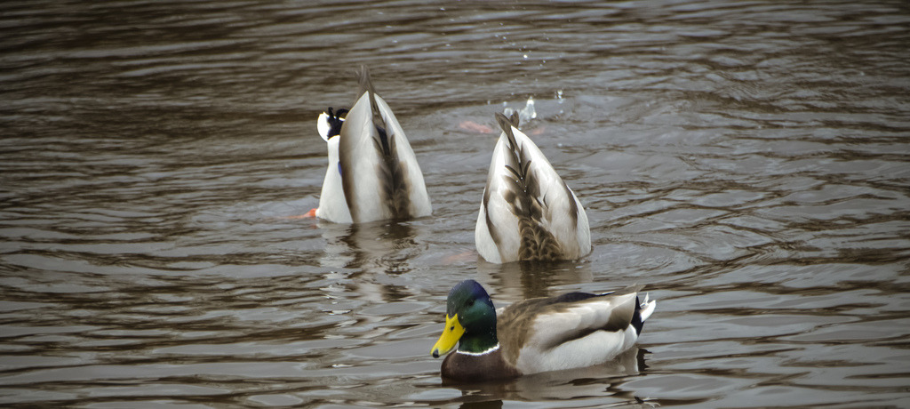 catsbeaversandducks:  &ldquo;Duck and Cover!&rdquo;  (Please click on each