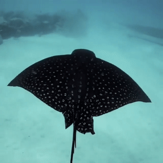 seatrench:Spotted Eagle Ray(source)