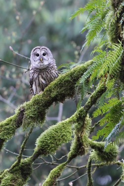 oceanpath:  Barred Owl (by Mike Baker on