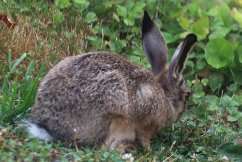 European hare/fälthare. 