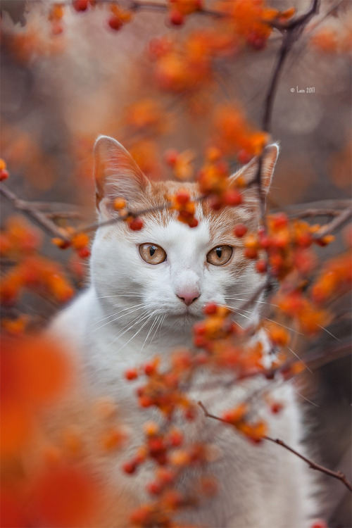 lainphotography:Kitty