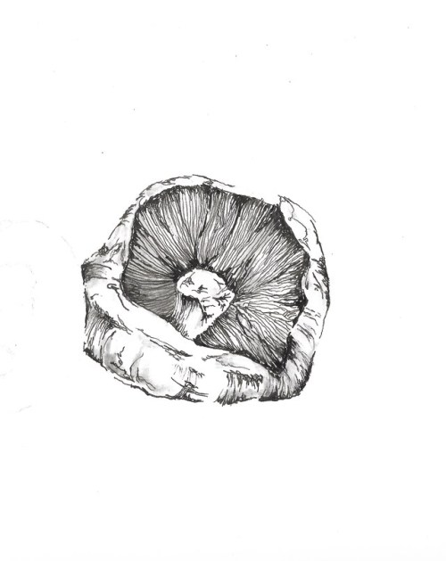 Mushroom!! Work in Progress. Black Pen and Water on paper. 