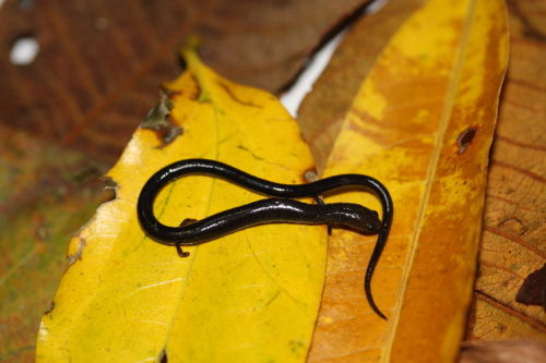 realmonstrosities:  Worm Salamanders have no lungs and breathe right through their skin instead. Thus, their ridiculous length enables them to amass a huge surface area to breathe through. The longest one is a good 10 inches long, but it still has the