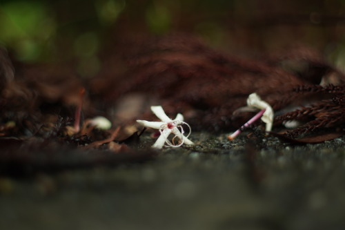 「髪飾り」sony a6400asahi pentax super takumar 50mm F1.4オールドレンズ旅