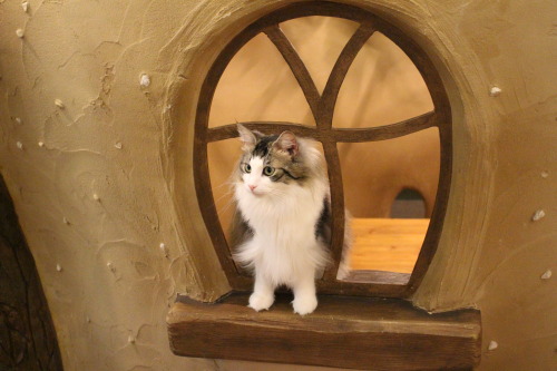 travelry: The most beautiful cat cafe I have been to. It’s called Temari no Ouchi&nb