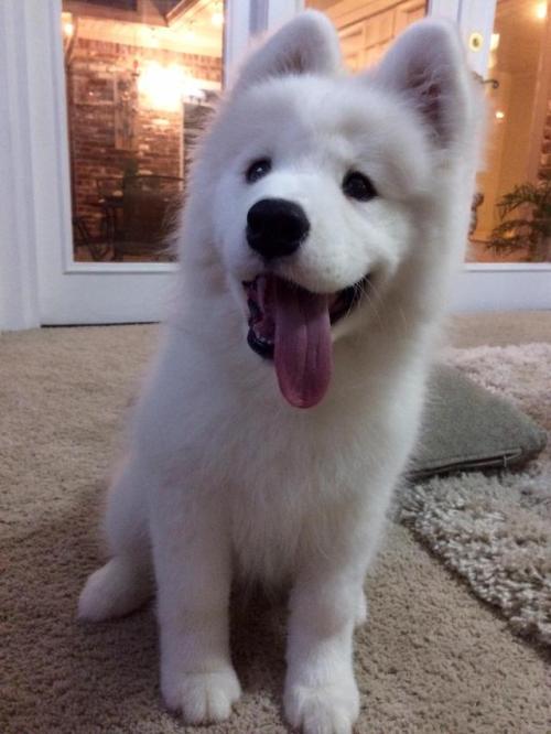 Porn Pics awwww-cute:  Flora, my Samoyed, is a therapy