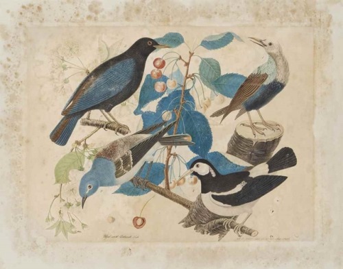 Aloys Zötl (1803 - 1887)A bearded vulture (Gypaetus barbatus) on a branch; and A common blackbird (T