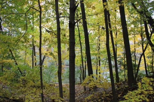 Hines Park Lakeview Trail, Livonia, MI (10/2019)