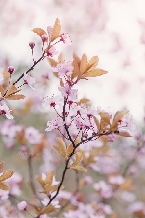 floralls:  Black Cherry plum Blossom (by Jacky Parker Floral Art)