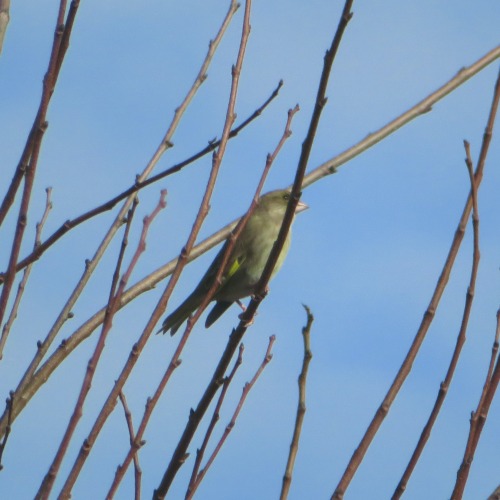 Grünfink, Grünling | (European) GreenfinchChloris chloris