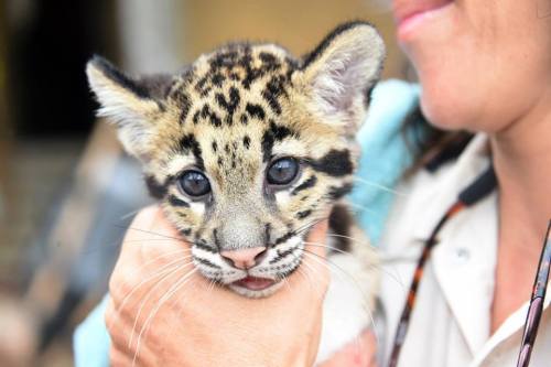 UPDATE: Zoo Miami&rsquo;s Clouded Leopard CubsThe staff at Zoo Miami knows that their fans are eager