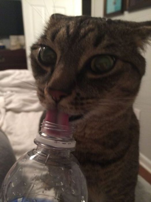 catasters:  &ldquo;Water… Just kidding, it’s vodka…&rdquo;