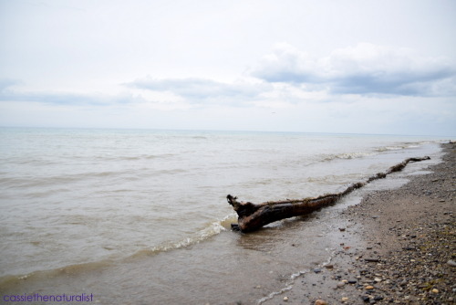 Along Lake Michigan.Taken at Schlitz Audubon Nature Center in Milwaukee, WI, July 2016Water photo fo