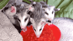 gifsboom:  Video: Opossums Eating Watermelon
