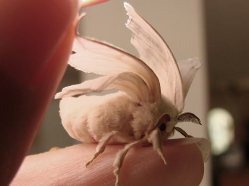 nirdian: lavenderinherhair: White silkworm moths are far too cute to be an insect  Nah man, you