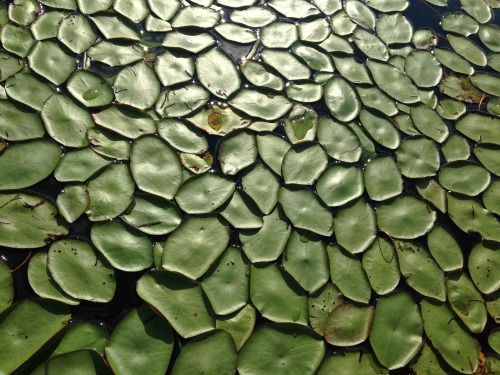 Lily pad overload