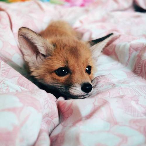 (Sorry no caption, I died from the cute)Sunny the Fox