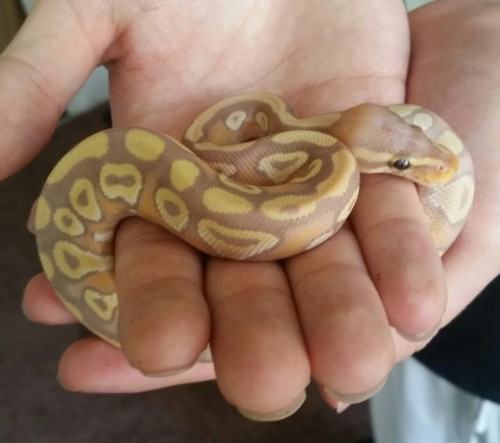 dogsoverpeople:Got another stunning ball python the other day! Meet Ryuk! She/he is a 3 month old ba