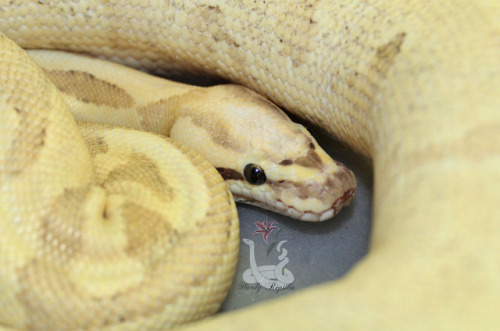 i-m-snek:Raina did good on her weigh in! Not wiggly at all. Sweet babyBuy me a coffee?