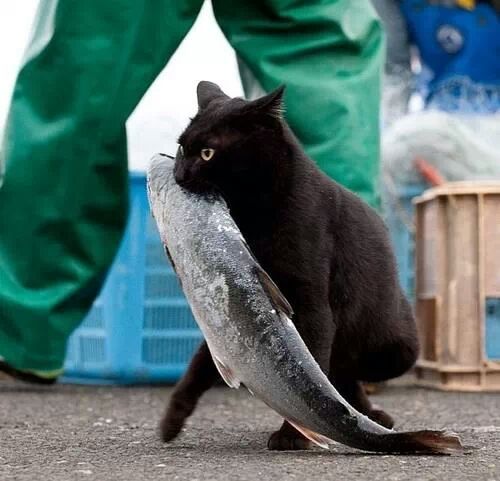 datsweetberrypunch:  fucking khajiit stole my fish.