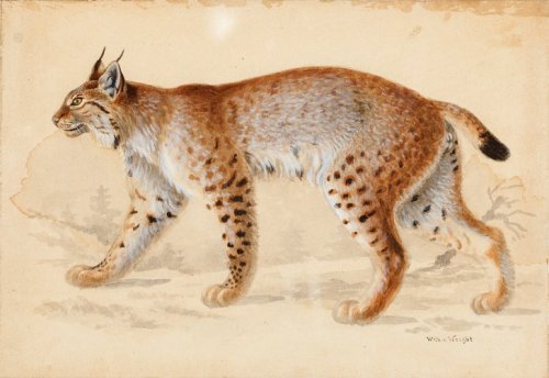 finnish-art-gallery: Lynx, Wilhelm von Wright, Finnish National Gallerykokoelmat.fng.fi/app?s