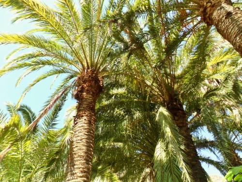 vwcampervan-aldridge: Date Palm trees, Gran Canaria, Canary Islands