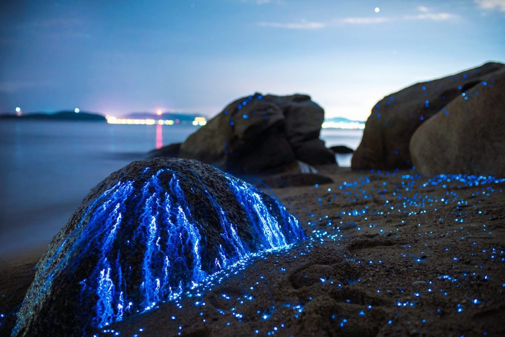 itscolossal:  More: Blue Rivers of Bioluminescent Shrimp Trickle Down Oceanside