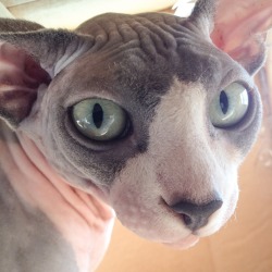 hairless-hugo:  Hugo in one of his favorite places, in the window box club house watching the birds eat at the bird feeders.