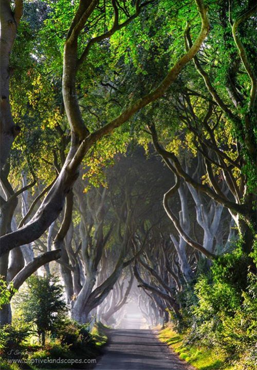 voiceofnature:  Photography of Scotland and Ireland by Stephen Emerson