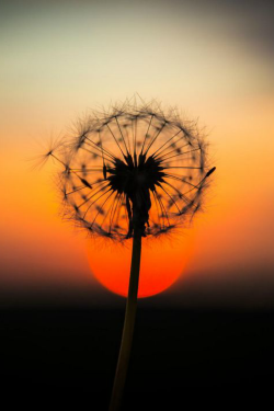 ilaurens:  Dandelion - By: (Sigurður Gilbertsson) 