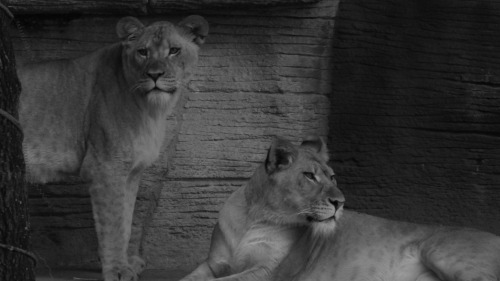 Lioness Series 5Riverbanks Zoo - Columbia, SC