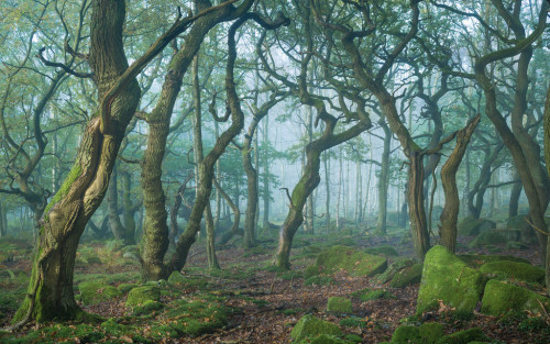 voiceofnature:Ancient woodland, Peak Districtby James Mills