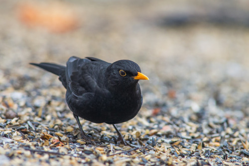 Common Blackbird (Turdus merula) &gt;&gt;by Jyrki Salmi