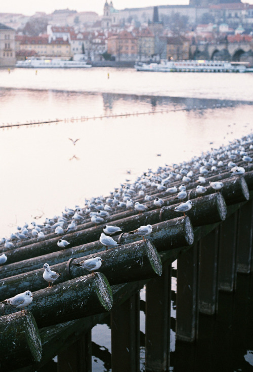 Prague - March, 2018Afga Vista 400 x Olympus OM-1prints | instagram