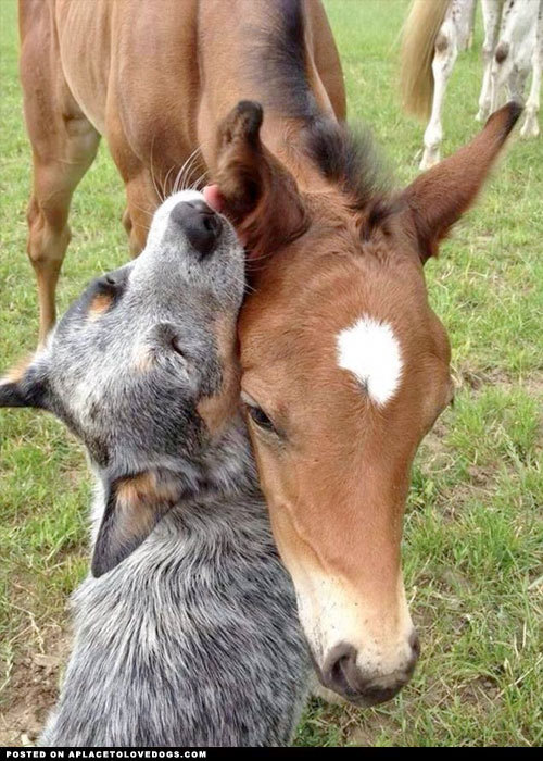 aplacetolovedogs:  Australian Cattle Dog and horse, Delilah and Bailey are best friends