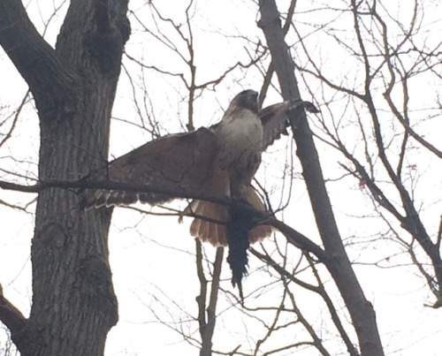 redtail hawk with a toronto black squirrel