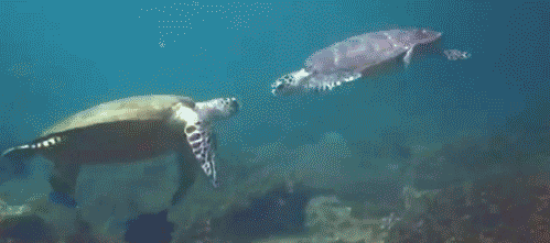 my-teen-quote:  feeling sad? look at this baby animal blog!