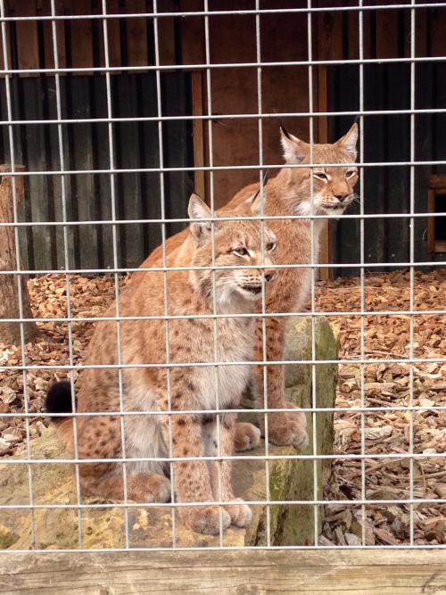 More of the Lynxes at Woodside, enjoying a quiet lunch this time.