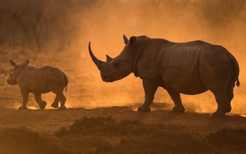 Happy #RhinoFriday Shout out from top notch conservation #wildographer, photosafari guide & @rem