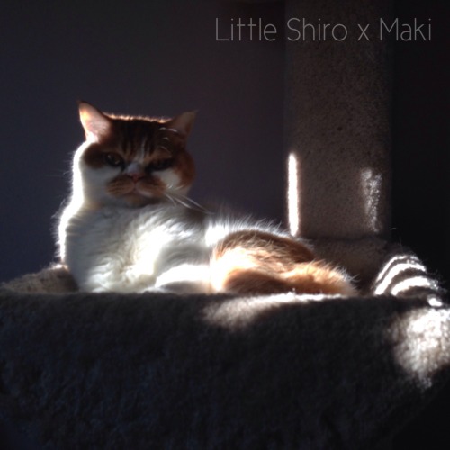 littleshiro:Brooding Shiro is brooding!Shiro and Maki will have an online store soon! Keep checking 
