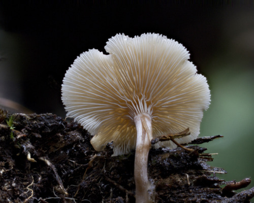 Beautiful gills of a mushroom, species unknown, Pirongia Forest Park, NZ [OC] [4320x3456]