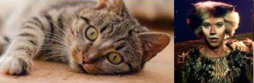 Jelicle Cats As Real Cats! The Toms