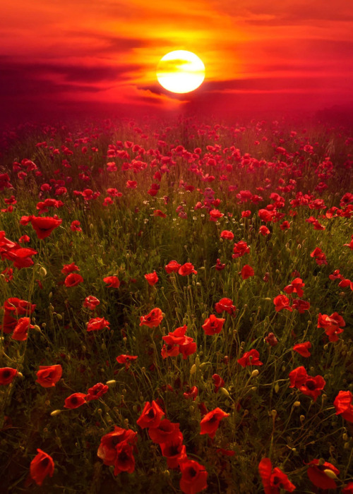 coiour-my-world:“Deep Red” | Poppies, Italy || Marco Carmassi