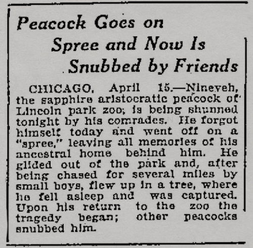 Salt Lake Telegram, Utah, April 16, 1916