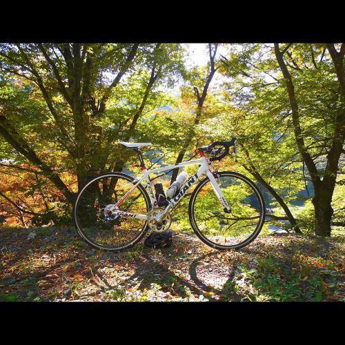 bikes-bridges-beer: 2015 autumn. Beginning of colored leaves. あと1ヶ月くらいでしょうか…。 #秋 #autumn #紅葉 