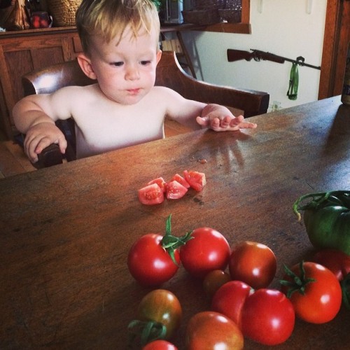 A cutie patootie samples our first heirloom tomatoes #Samuel