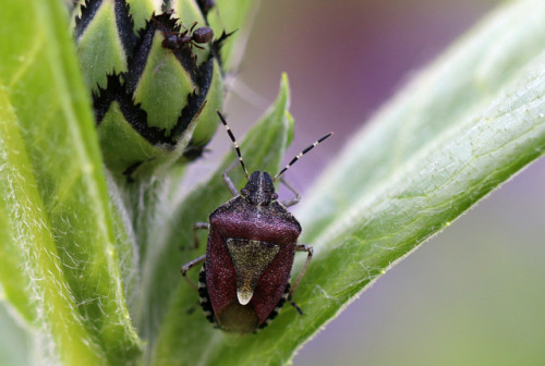 Sloe bug/hårig (vanlig) bärfis (Dolycoris baccarum).