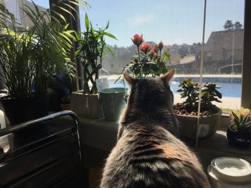 yellowdaasie: I wish people loved each other as much as my cat loves my plants.