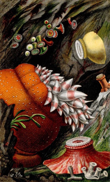 boudhabar: Corals & Sea Anemones - 1860 - Philip Henry Gosse 