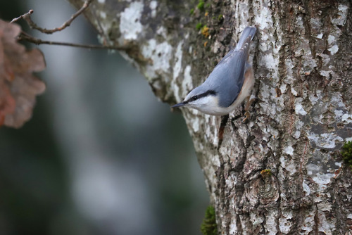 Eurasian nuthatch/nötväcka, Crested tit/tofsmes and Great tit/talgoxe.